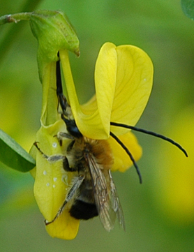 Impollinazione...ma non solo...(perforazione del calice)